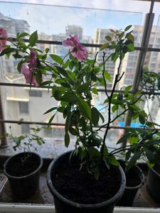 Climbing Rose Plant – Janila Jui 🌹