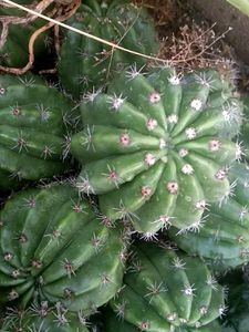 Cactuses Combo 5 in 1