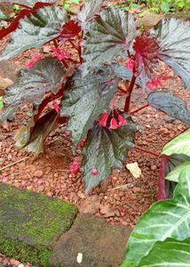 Maroon Leaf Plant