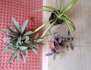 3 Set Moses Cardle, purple Heart ,Pandanus veitchi