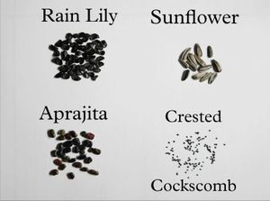 Aprajita, Sunflower, Rain Lily Plant Seed