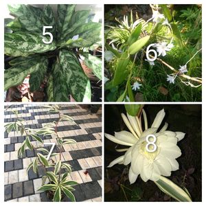 You Can Select 15 Live Root Plants