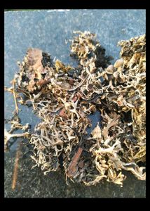 2 Kg Premium Dagad Phool (Kalpasi / Stone Flower)