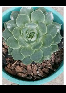 Echeveria