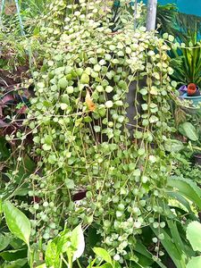 5 Types of Classy Plants
