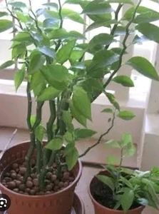 Naag Don Plant Cuttings