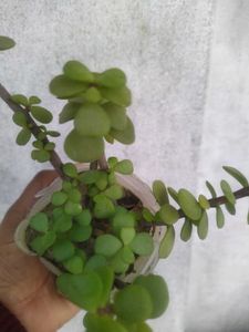 2 Plant Combo
