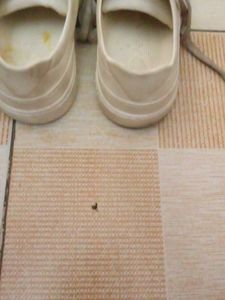 White Sneakers