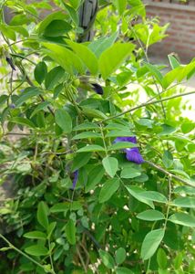 Aparjita Plant Seeds Pack Of 5 Seed