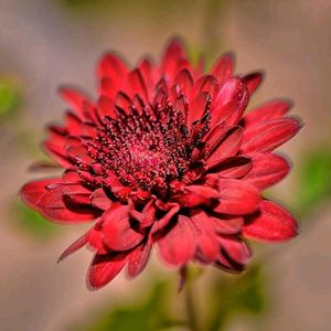 Colourful Chandramallika Live Plant...Pack Of 4