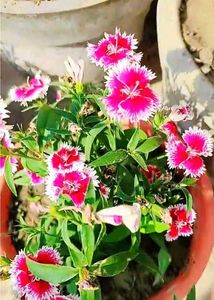 Plant&#39;s Combo