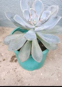 Variegated Succulent