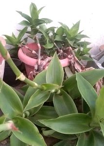 Basket Plant