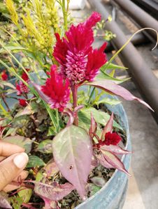 4 Flowers Plant