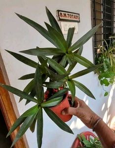 3 Set Mexican petunia/Arrohead/Moses In cardle