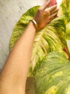 Big Size Leaf Money Plant Cutting