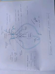 Anatomy Hand Drawn All Colourful Labelled Diagrams