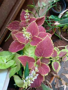 10 New Plants