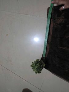 Embroidered Ethnic Skirt