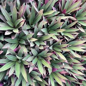 Rhoeo Spathacea (Moses)-2. Real Plant
