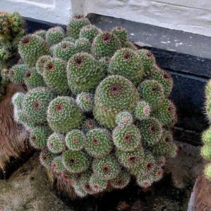 assorted cactus 🌵