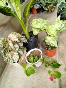 Assorted Plants