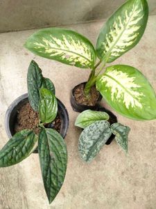 Indoor And Outdoor Plants Combo