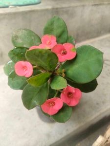 Assorted 4 varieties set offer