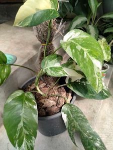 assorted beautiful plants Combo Offer