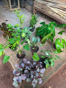 11 Live Root Plants