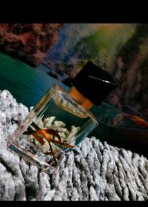 Ysl (Perfume)❤️