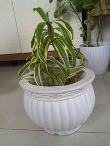 Plant With Planer