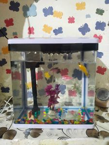🐠 🐟 🐠 🐟 Fish Aquarium 🐠🐟🐠🐟
