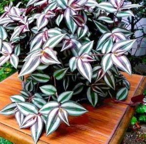 Wondering Jew Plant