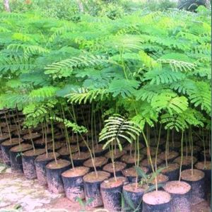 Krishna Chura Plants Pack Of 02