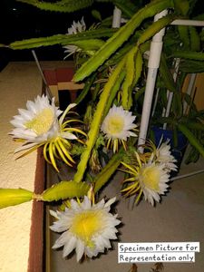 Red Dragon Fruit Plant (Bare Rooted)