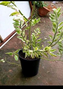 Combo Of 10 Live Root Plants ☘️🌱