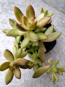 Succulent and Cactus Assortment