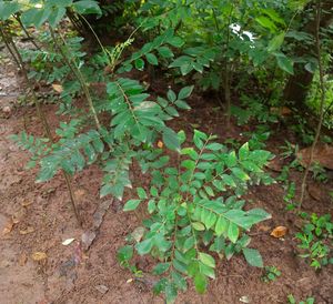 Curry Leaf Plant (two plants)