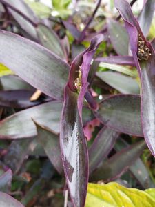 Tradescantia pallida ( Purple Heart Plant)