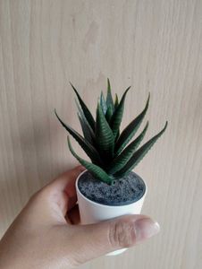 Artificial Succulent✨