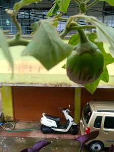Plant Desi