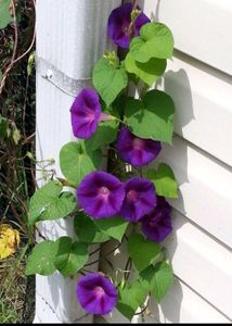 Morning Glory Seeds 🌹Very Beautiful Flowers As You Can See....same Colour...