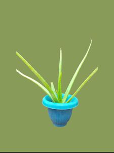 Small Aloe Vera Plant