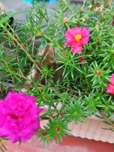 Four Colours Portulaca 12 Sticks