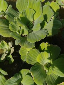 Water Lettuce/Pistiya Live Plants