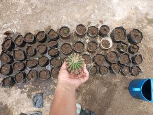 Round Ball Cactus Sapling