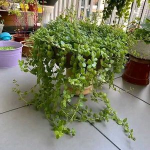 Tangled Heart / Pillow Plant / Swedish Ivy
