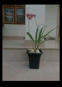 Ground Orchid