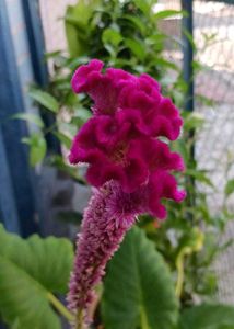 Cockscomb Celosia Seeds